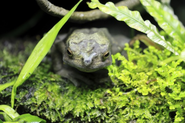 Tree toad (Rentapia hosii), adult, portrait, on land, Malay Peninsula, Southeast Asia, Singapore