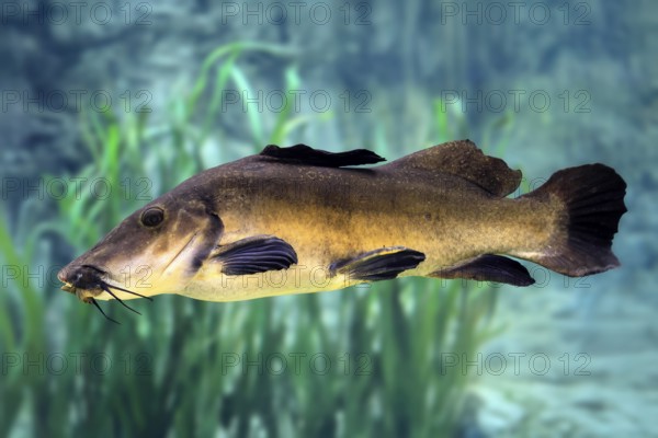 Eye-spotted catfish (Auchenoglanis occidentalis), adult, swimming, in water, Africa, captive, Singapore