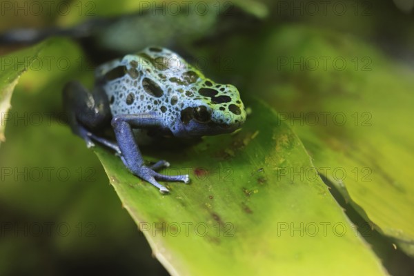 Blue poison dart frog, (Dendrobates tinctorius), adult, on leaf, alert, South America, captive