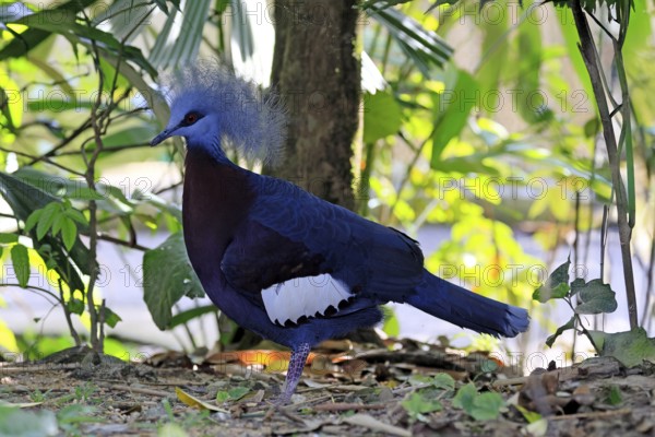 Blue-crested Crowned Pigeon (Goura cristata), adult, on the ground, foraging, alert, Indonesia, Southeast Asia, Singapore