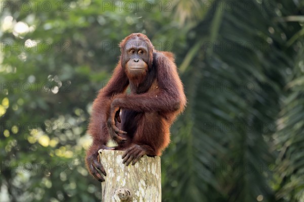Borneo Orang Utan (Pan Paniscus), adult, female, sitting, on tree trunk, endangered species, Borneo, Malaysia, Asia, Singapore, captive