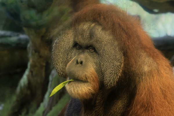 Borneo Orang Utan (Pan Paniscus), adult, male, portrait, feeding, endangered species, Borneo, Malaysia, Asia, Singapore, captive