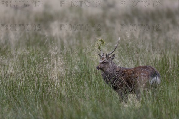 Sika deer (Cervus nippon) approaching a rival, repeatedly lowering its head and thrusting its antlers into the grass, Japanese Sika deer subspecies, rut, deer fight, Denmark