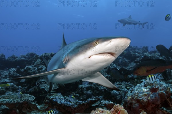 Underwater photo of large specimen of great Grey reef shark (Carcharhinus amblyrhynchos) swimming over reef edge edge of tropical coral reef at up to 8850 m deep Yap Trench in western Pacific Ocean directly past viewer, Pacific Ocean, Yap Island, Yap State, Caroline Islands, FSM, Federated States of Micronesia, Australia, Oceania