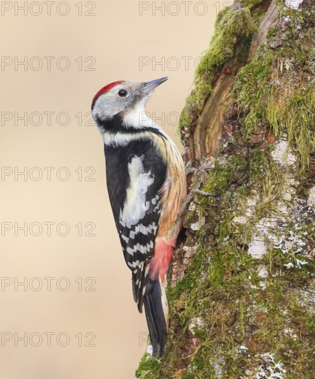 Middle spotted woodpecker (Dendrocopos medius), on a birch overgrown with moss, wildlife, woodpeckers, nature photography, Neunkirchen, autumn, Siegerland, North Rhine-Westphalia, Germany