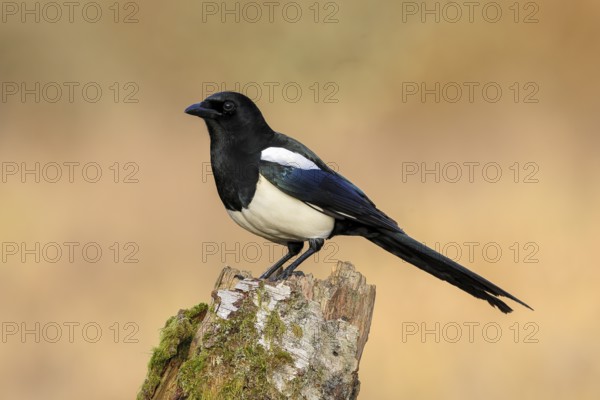 Magpie, (Pica pica) sitting on a birch overgrown with moss, wildlife, corvid, nature photography, Siegerland, North Rhine-Westphalia, Germany