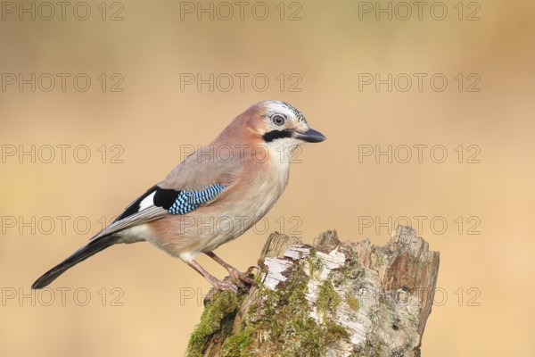 Eurasian Jay (Garrulus glandarius) sitting on a birch overgrown with moss, wildlife, corvid, nature photography, Siegerland, North Rhine-Westphalia, Germany