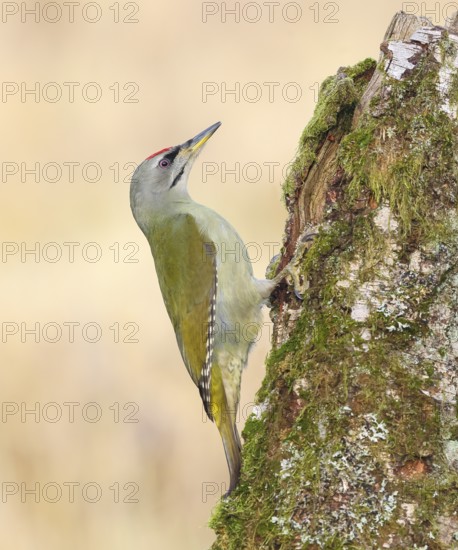 Grey-headed woodpecker (Picus canus), or great spotted woodpecker, male at a birch overgrown with moss, wildlife, woodpeckers, nature photography, Neunkirchen, autumn, Siegerland, North Rhine-Westphalia, Germany