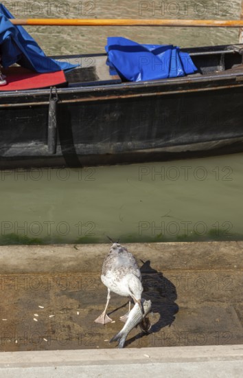 Seagull eats a fish fished in the canal, Venice, Veneto, Italy