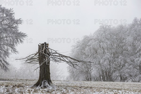 Winter landscape with broken tree stump in the Swabian Jura. hoarfrost. Münsingen, Baden-Württemberg, Germany