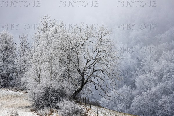 Winter landscape in the Swabian Jura. Bushes and forest with hoarfrost. Münsingen, Baden-Württemberg, Germany