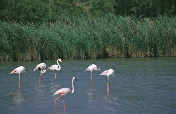 Flamingos (Phoenicopterus) standing in shallow water, Camargue, South of France, France, June 1999, vintage, retro, old, historical