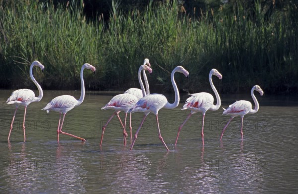 Flamingos (Phoenicopterus) strutting through shallow water, Camargue, South of France, France, June 1999, vintage, retro, old, historic