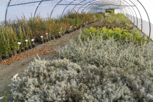 Plants growing inside polytunnel, Swann's nursery garden centre, Bromeswell, Woodbridge, Suffolk, England, UK 30 Dec 2025