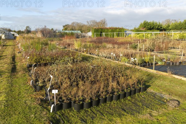 Potted shrubs on display Swann's nursery garden centre, Bromeswell, Woodbridge, Suffolk, England, UK 30 Dec 2025