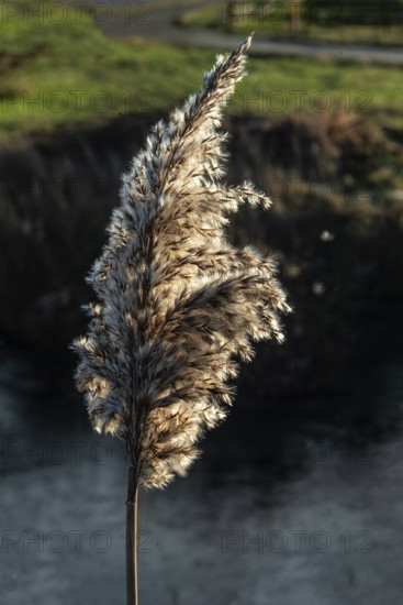 Seedhead of common reed (Phragmites communis) at a creek in winter in Ystad municipality, Skåne county, Sweden, Scandinavia
