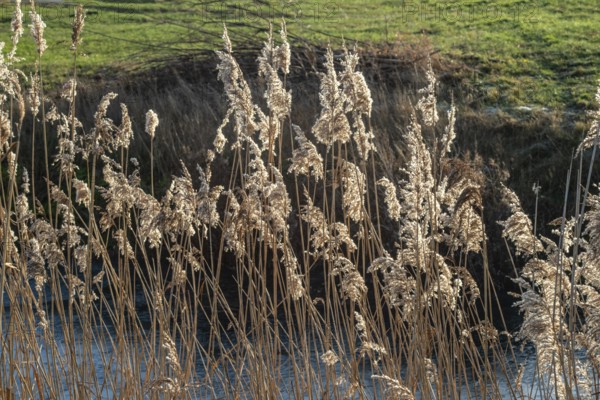Common reed (Phragmites communis) at a creek in winter in Ystad municipality, Skåne county, Sweden, Scandinavia
