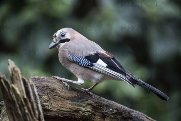 Eurasian jay (Garrulus glandarius), Emsland, Lower Saxony, Germany