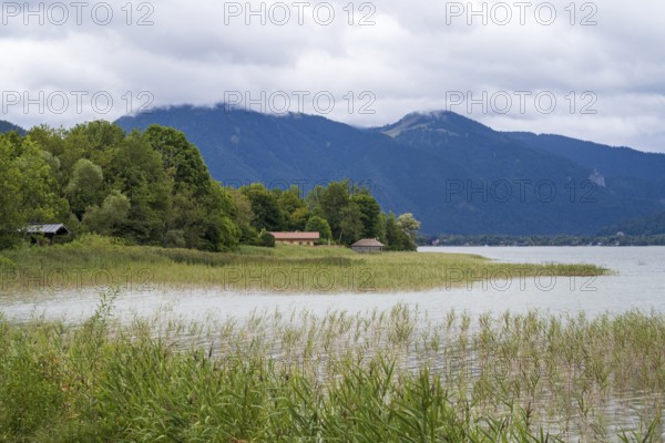 Banks of Tegernsee, reed grass, forest and boathouses on the lake, Gmund, Tegernsee, Upper Bavaria, Bavaria, Germany