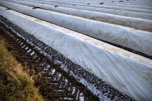 White film prevents purple and green asparagus heads, controls the start of harvest, asparagus, asparagus field, agriculture, Schmidener Feld, hoarfrost, winter, evening light, Schmiden near Fellbach, Baden-Württemberg, Germany