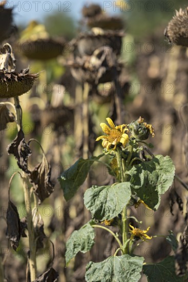 Sunflower field, brown withered sunflowers (Helianthus annuus), including a single young plant dying in the inflorescence, heat, lack of water, drought, climate change, Anzing, Upper Bavaria, Bavaria, Germany
