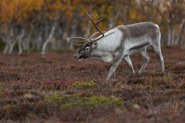 The reindeer bull (Rangifer tarandus) follows his herd with bowed head, rutting season, mating season, autumn, Sweden