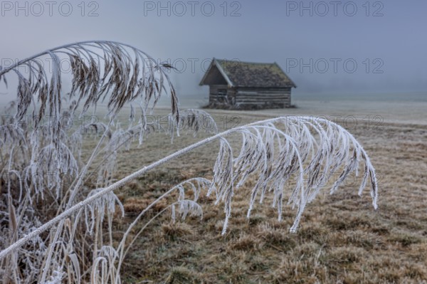Hut, wooden hut, grasses, frost, hoarfrost, cold, winter, fog, high fog, mountains, Loisach-Lake Kochel-Moors, Alpine foothills, Bavaria, Germany