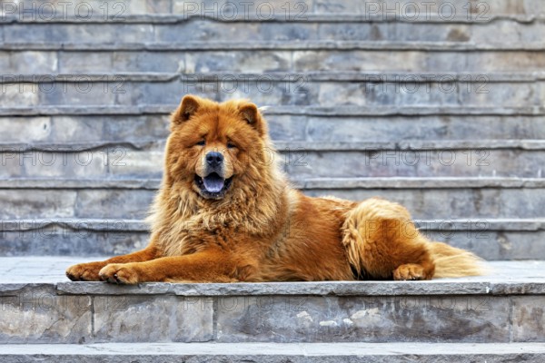 A chow chow lies relaxed on a stone staircase and appears alert, a chow chow dog