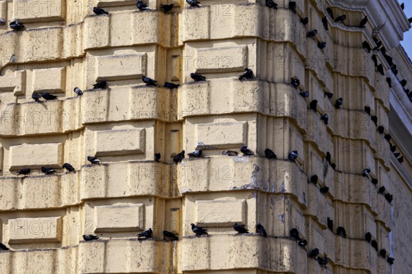 Birds rest on the ledges of a beige building in an urban setting, pigeons on a façade in Lima in Peru