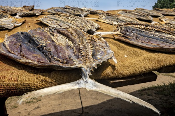Close-up of dried fish on a brown towel in a sunny setting on the beach, Dried fish on a beach near Koggala in Sri Lanka