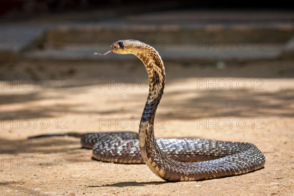 Cobra on sandy ground in upright position with tongue outstretched, The Spectacled Snake (Well well well) or Indian Cobra