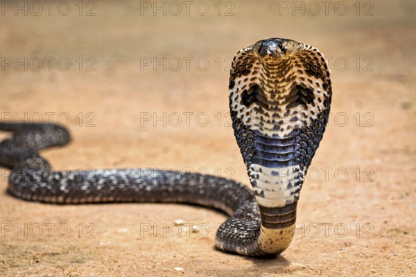 Cobra upright on sandy ground, impressive scale pattern visible, The Spectacled Snake (Well well well) or Indian Cobra