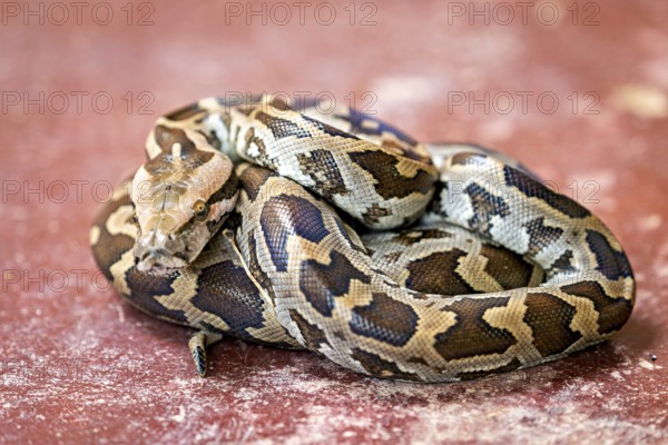 Python on a reddish ground, showing itself coiled with a distinctive pattern, An Indian rock python (Python molurus) in Sri Lanka