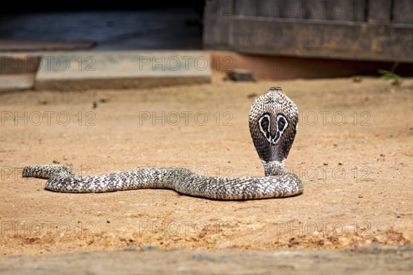 A cobra in a threatening posture on sandy ground, ready to defend itself, the spectacled snake (well, well) or Indian cobra