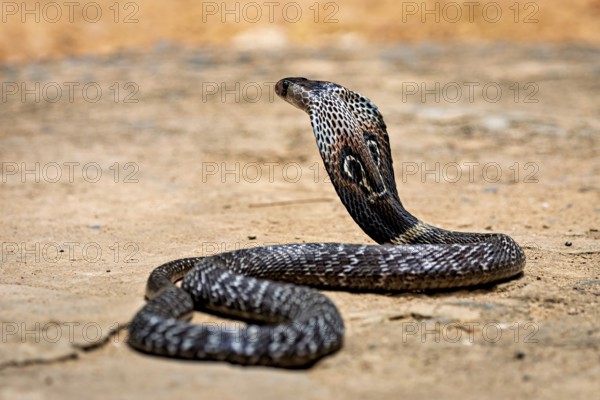 A cobra moves calmly on the sandy ground. Its skin glistens in the sun, the spectacled snake (well, well) or Indian cobra