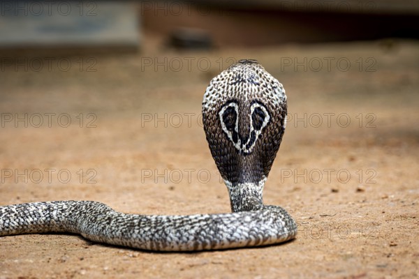 An erect cobra on sandy ground, showing an imposing posture, the spectacled snake (well well well) or Indian cobra