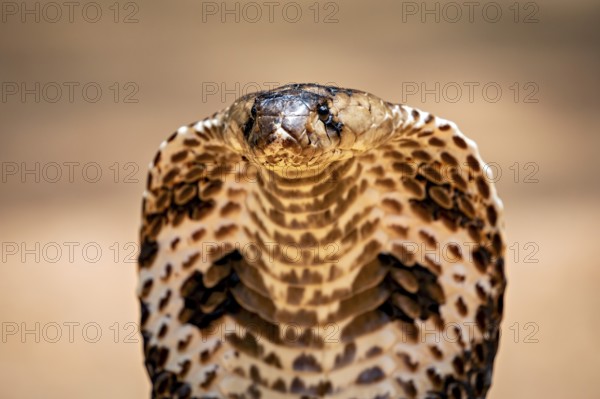 Close-up of a cobra head with a clearly visible scale pattern, the spectacled snake (well well well) or Indian cobra