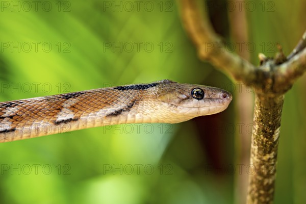 Close-up of a snake on a tree with a bright green background, A drinking snake (Coelognathus helena) in Sri Lanka