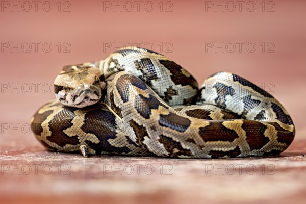 Python in a close-up, emphasised by its characteristic pattern and natural textures, An Indian rock python (Python molurus) in Sri Lanka