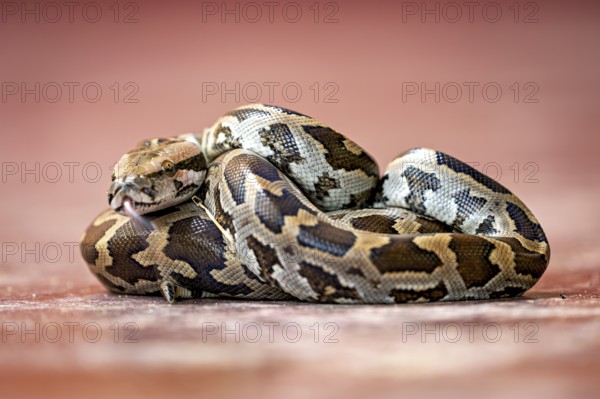 Close-up of a python with a distinctive pattern in brown and black on a red background, An Indian rock python (Python molurus) in Sri Lanka