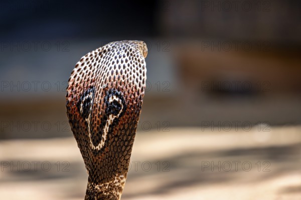 Close-up of a cobra, the head shows detailed scales and an intense presence, The Spectacled Snake (Well well well) or Indian Cobra