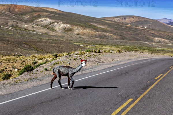 A llama crosses a lonely road in a barren mountain landscape under a clear sky, A llama crosses a road in the Colca Canyon in the Andes of Peru (Llama glama)