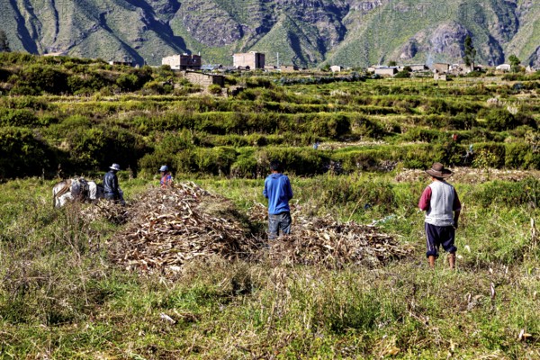 People collect crops in a field in front of a village with mountains in the background, farmers in the landscape of the Colca Canyon in the Andes of Peru