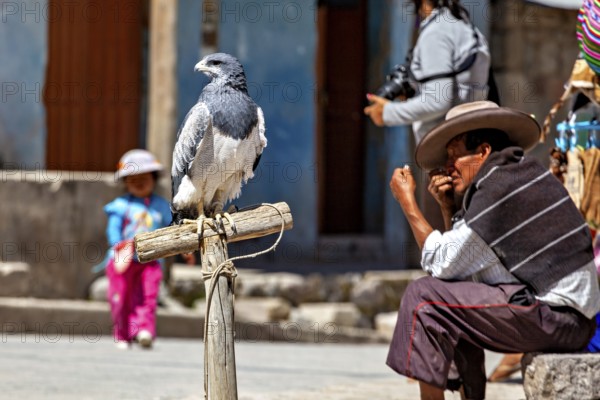 An eagle perched on a wooden post with a man in traditional dress and a child in the background, An aguja or Cordilleran eagle with its owner in a village in the Colca Canyon of Peru (Geranoaetus melanoleucus)