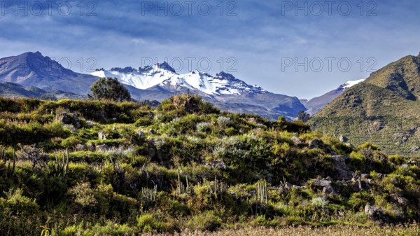Snow-capped mountains with thick vegetation in the foreground, The landscape of the Colca Canyon in the Andes of Peru