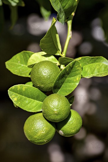 Four green limes hanging from a branch with shiny leaves in a natural environment, citrus plants (Citrus) in the Colca Canyon in Peru