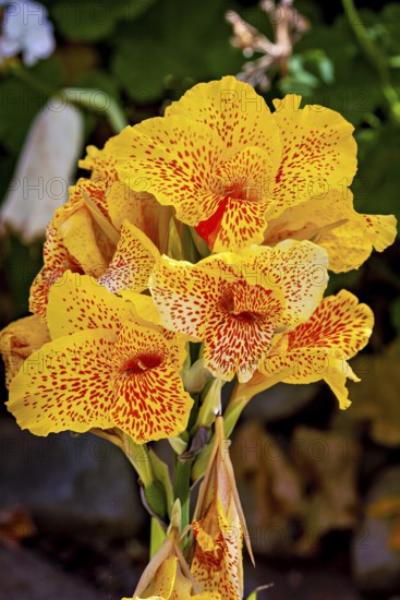 Yellow flowers with red spots in a green garden, bright and lively summer atmosphere, The Canna Yellow King Humbert flower in the Colca Canyon in Peru (Cannaceae)