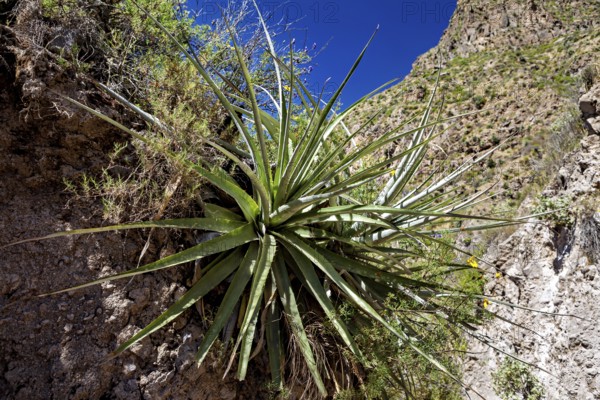 A green agave grows on a rocky surface under a bright blue sky in the desert, A Chilean Puya (Puya chilensis) in the Colca Canyon in the Andes of Peru