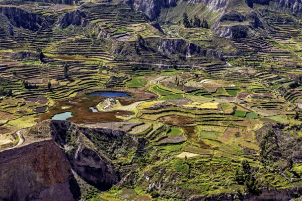 Extensive terraced fields with colorful plants, mountains in the background and lakes in the middle, the landscape of the Colca Canyon in the Andes of Peru