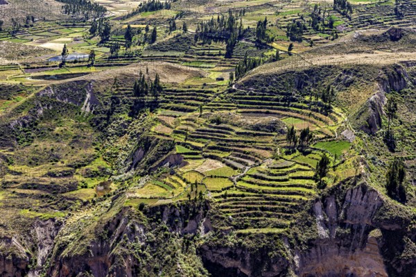 Green terraced fields on a hillside with scattered trees under clear skies, the landscape of the Colca Canyon in the Andes of Peru